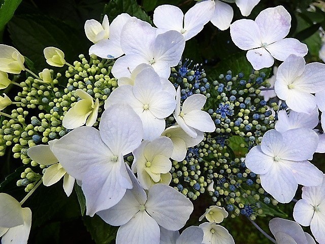 P1040899 (2).jpg