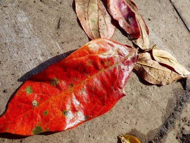 P1050081.jpg
