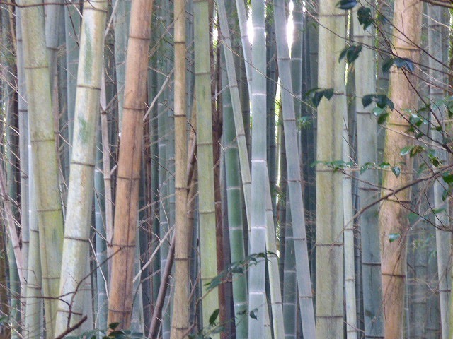 P1050110.jpg