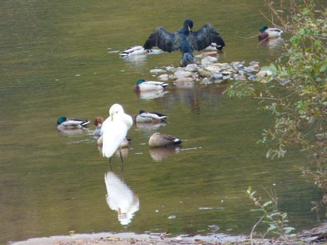 P1050099.jpg