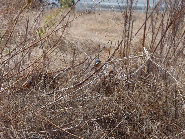 P1050114.jpg