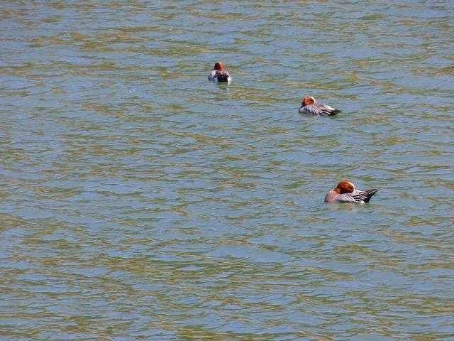 P1050147.jpg