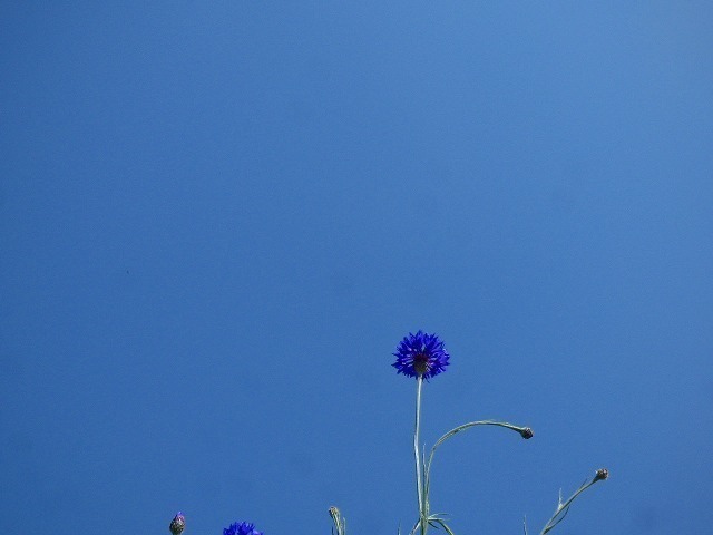 P1050275.jpg